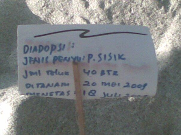 Konservasi penyu retak ilir muko-muko,bengkulu