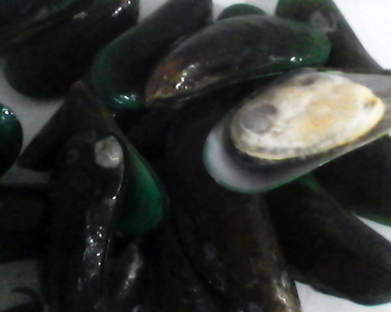 terjual jual kerang hijau fresh kaskus terjual jual kerang hijau fresh kaskus