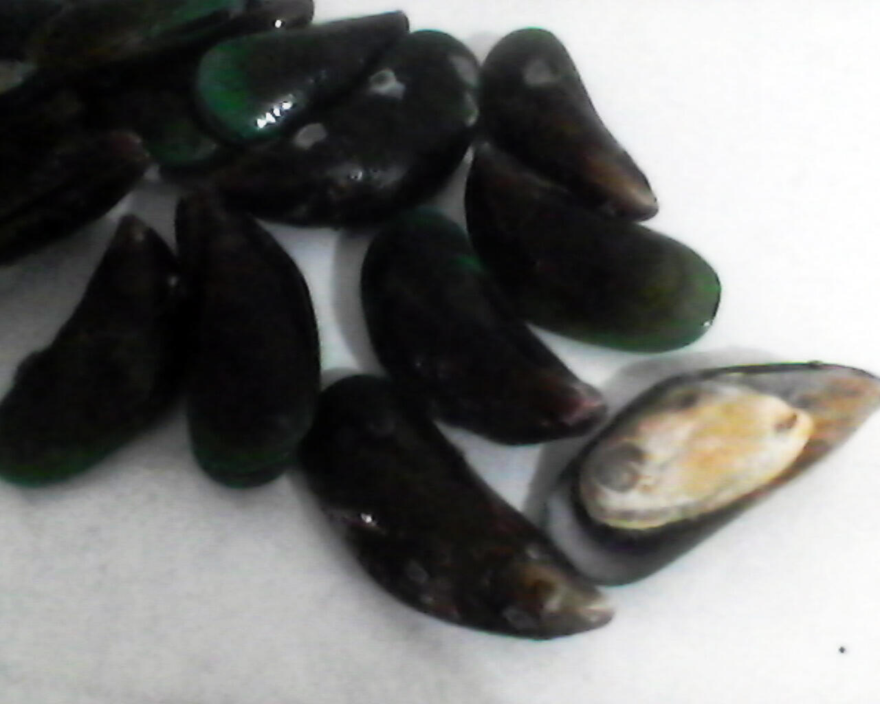 Jual Kerang Hijau Fresh