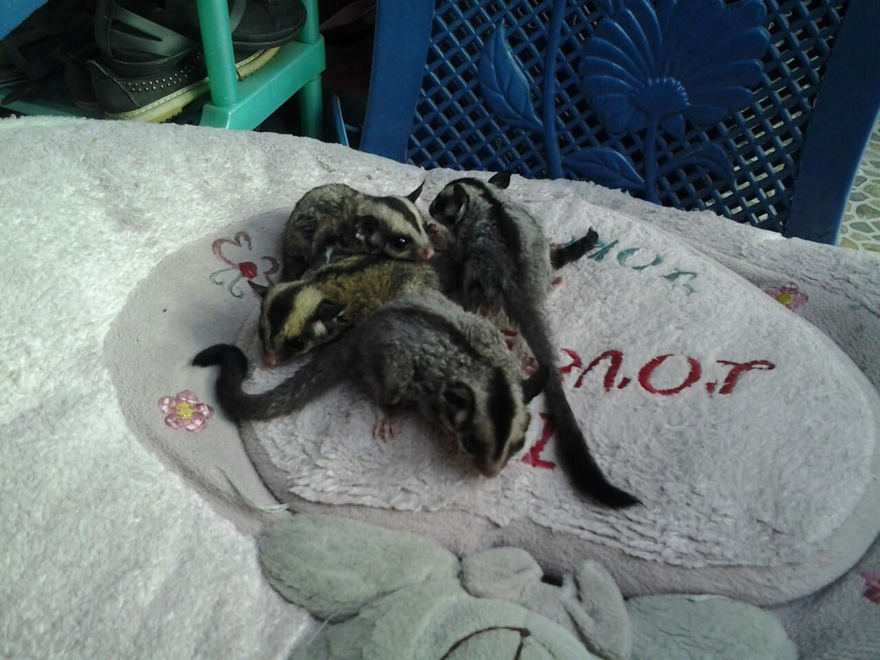 sg sugar glider joey 1,5 bln