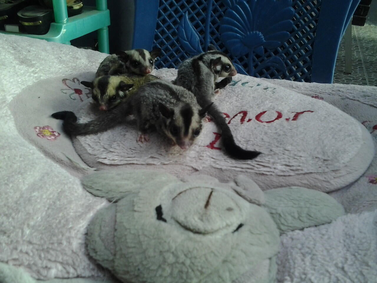 sg sugar glider joey 1,5 bln