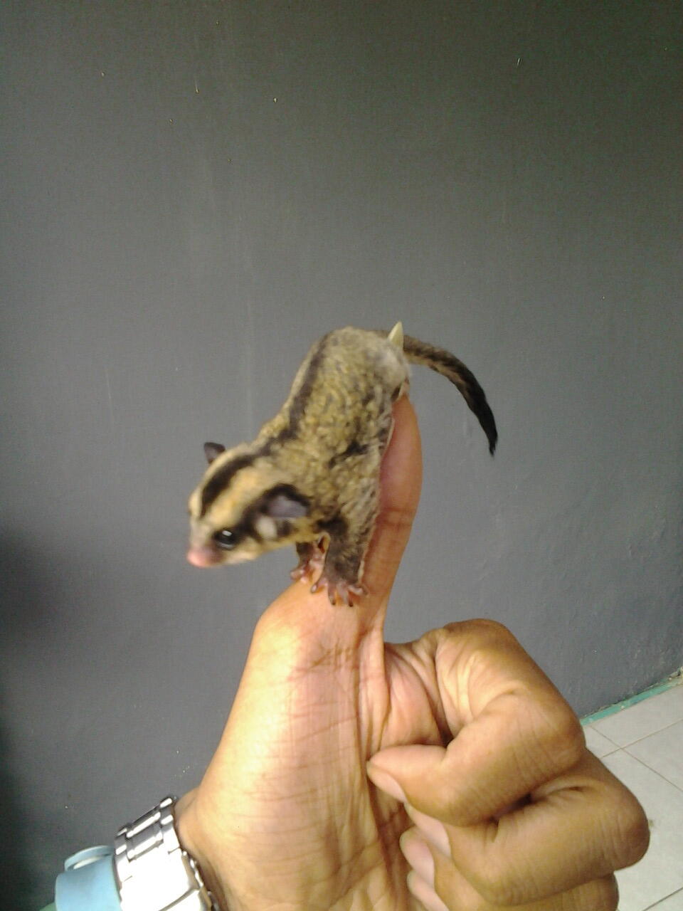 sg sugar glider joey 1,5 bln