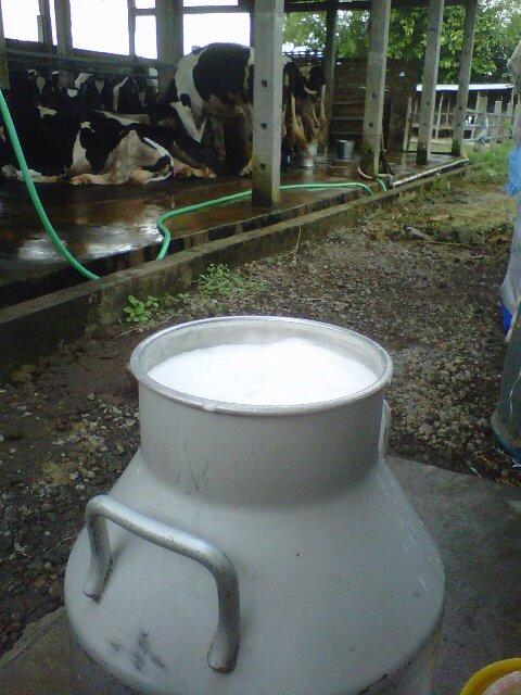jual susu sapi murni mentah! antar sampai rumah (y)