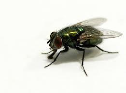 Kenapa Lalat Gemuk, Nyamuk Kurus?