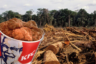 Ternyata KFC Menjadi Perusak Hutan yang Ada di Indonesia