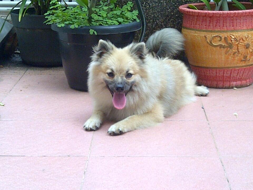 Jual cepat pomeranian betina