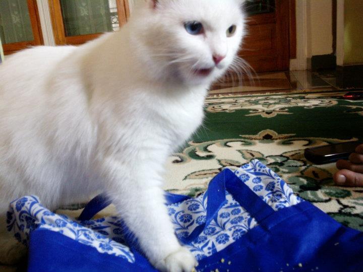 Kitten Persia 3 months white Male n Female SALE (Jakarta)