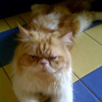 Kitten Persia 3 months white Male n Female SALE (Jakarta)