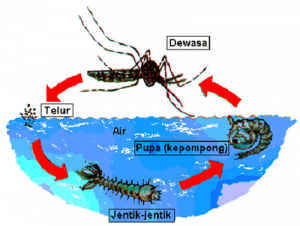 Tau kah anda berapa banyak Nyamuk Bertelur?? Mari kita simak