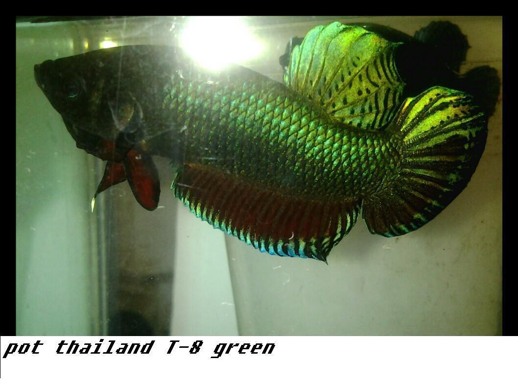 Terjual Ikan Cupang Koh Pe Ung Import Thailand Dan Medan Super Kaskus