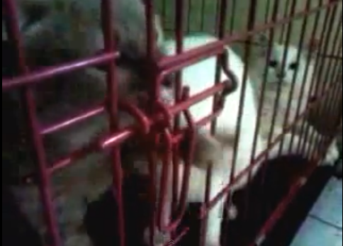 Tutorial Kucing Meloloskan Diri Dari Kandang