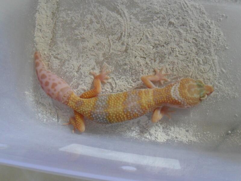 morph gecko satuan atau borongan