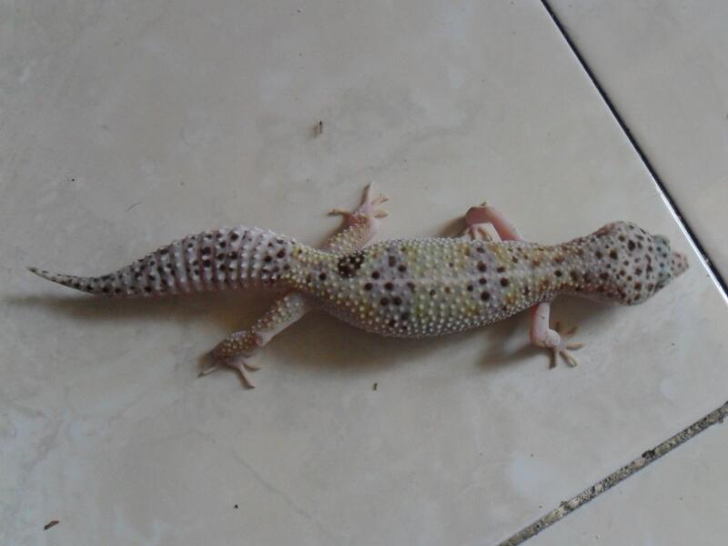 morph gecko satuan atau borongan
