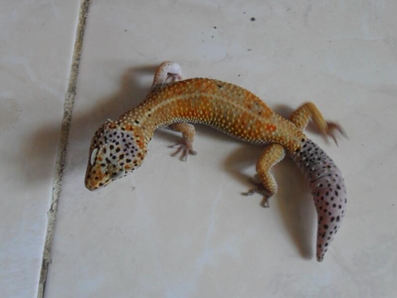 morph gecko satuan atau borongan