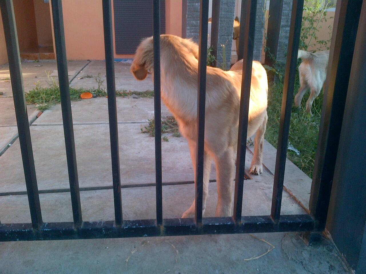 for sale golden retriever anakan champion surabaya