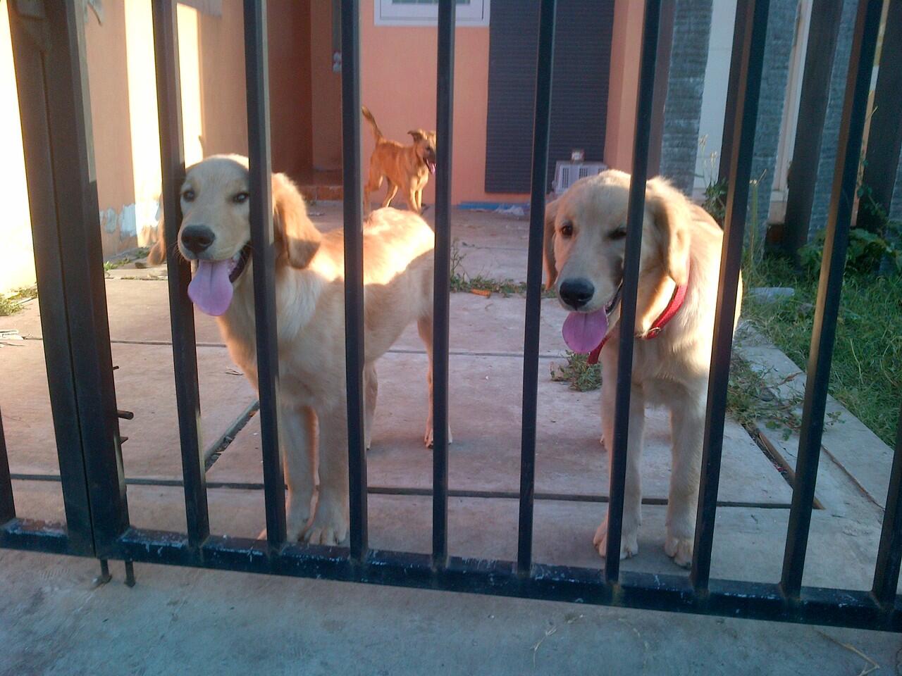 for sale golden retriever anakan champion surabaya