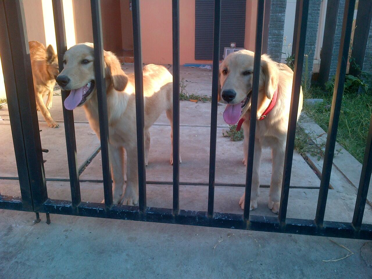 for sale golden retriever anakan champion surabaya