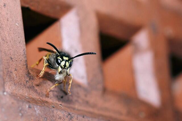 Kumpulan Karya Pemenang British Wildlife Photography Awards(pelit di larang masuk)