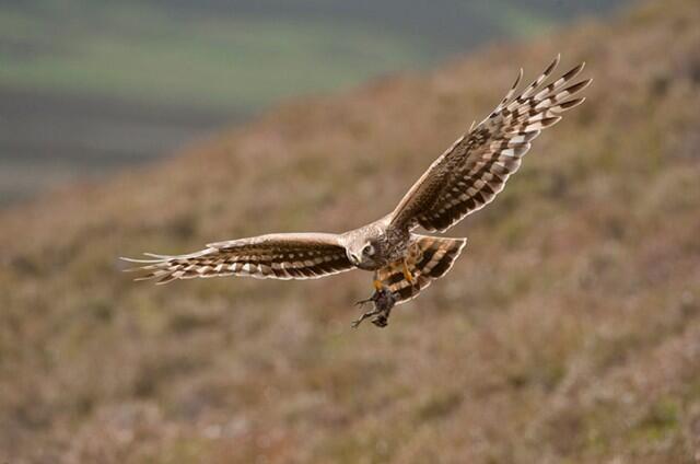 Kumpulan Karya Pemenang British Wildlife Photography Awards(pelit di larang masuk)