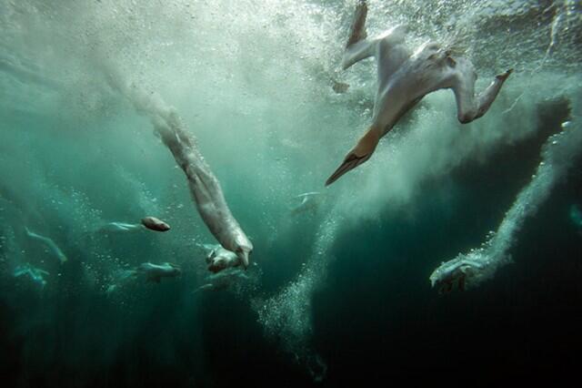Kumpulan Karya Pemenang British Wildlife Photography Awards(pelit di larang masuk)