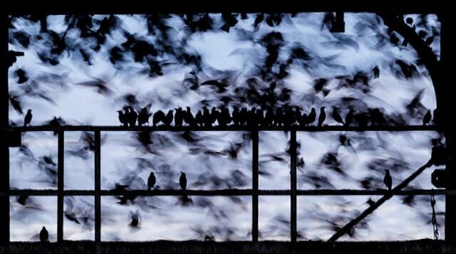 Kumpulan Karya Pemenang British Wildlife Photography Awards(pelit di larang masuk)