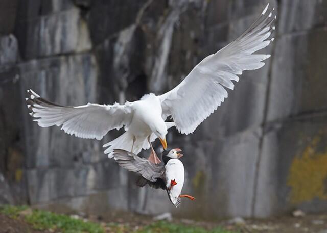 Kumpulan Karya Pemenang British Wildlife Photography Awards(pelit di larang masuk)