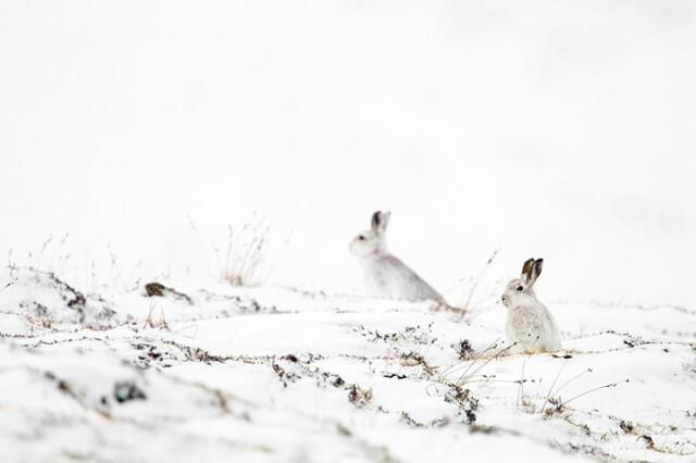 Kumpulan Karya Pemenang British Wildlife Photography Awards(pelit di larang masuk)