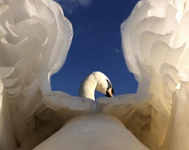 Kumpulan Karya Pemenang British Wildlife Photography Awards(pelit di larang masuk)