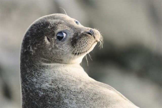 Kumpulan Karya Pemenang British Wildlife Photography Awards(pelit di larang masuk)