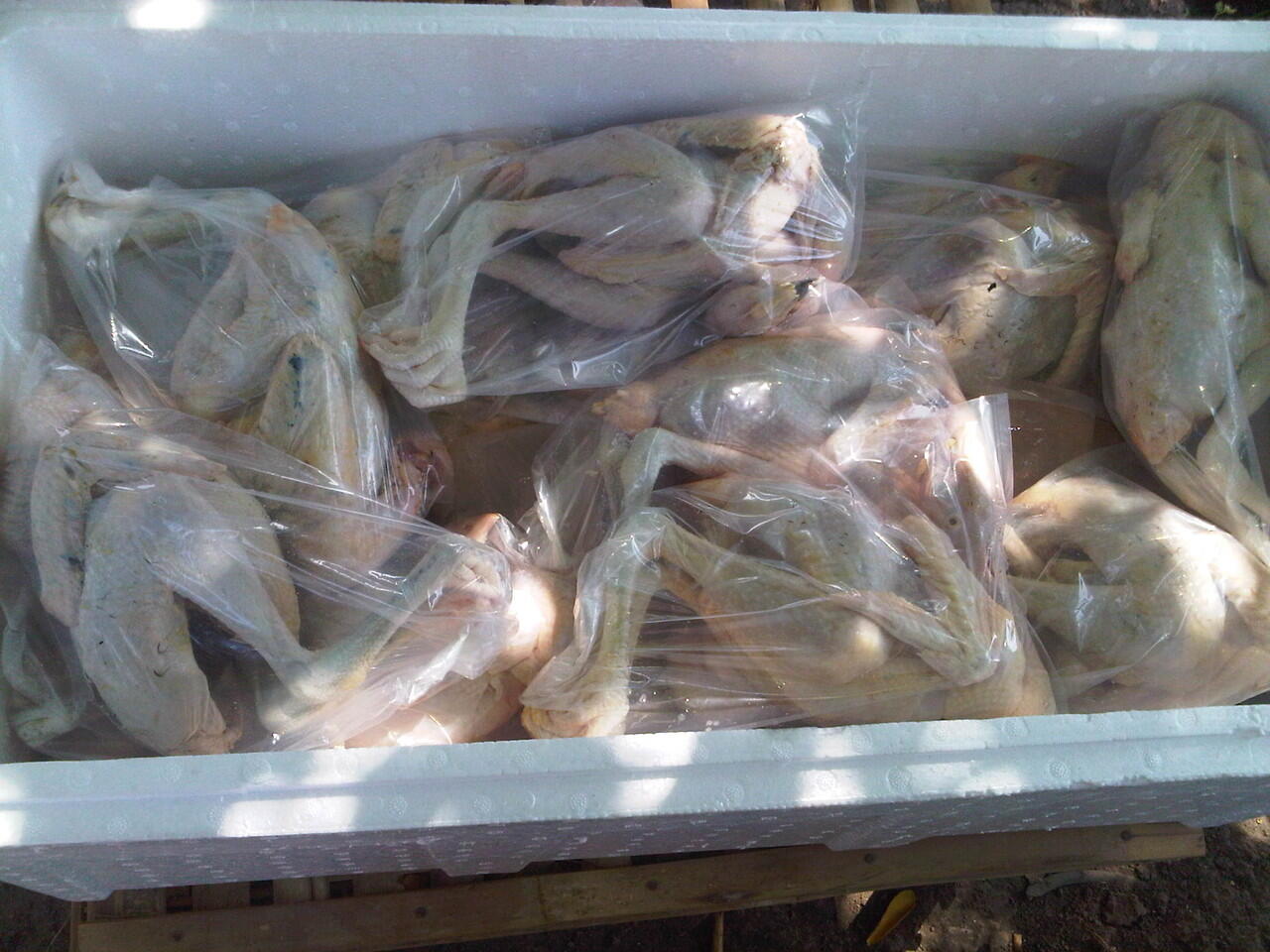 Ayam kampung Fresh