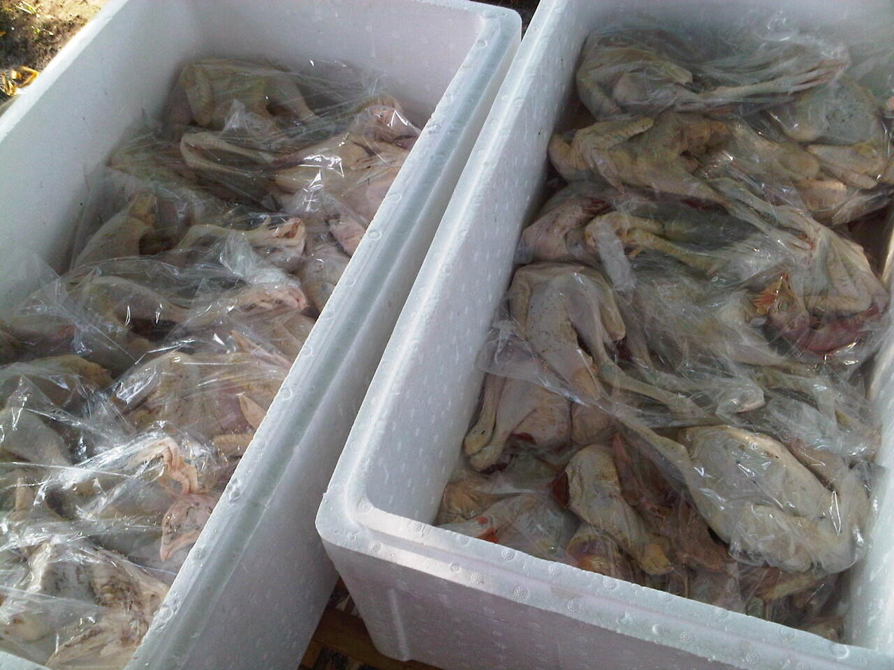 Ayam kampung Fresh