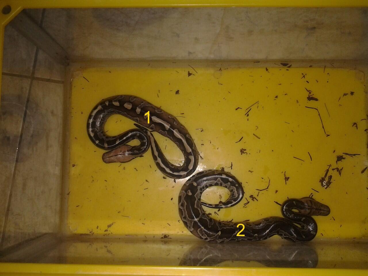 JUAL SANTAI BLACK DIPONG BORNEO
