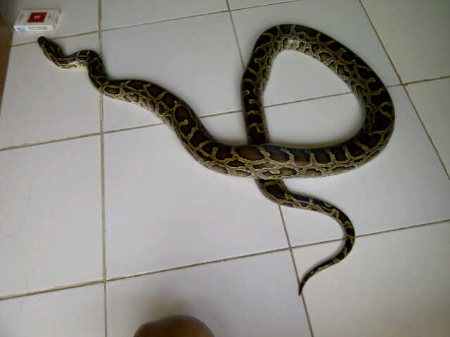 dijual ular molurus ular dipong murah bu kaskus archive dijual ular molurus ular dipong murah bu kaskus archive