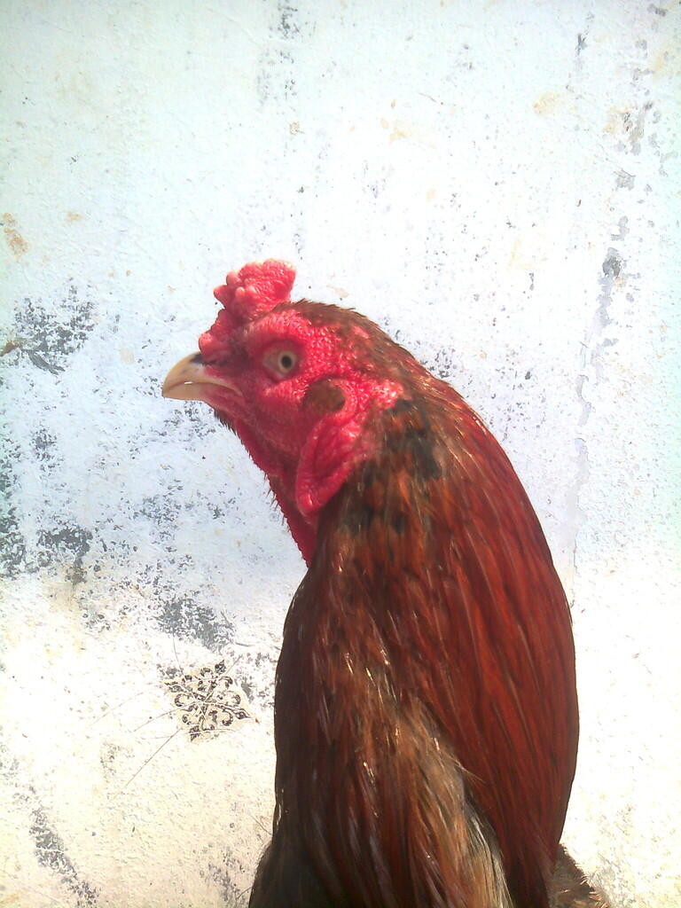 ayam bangkok