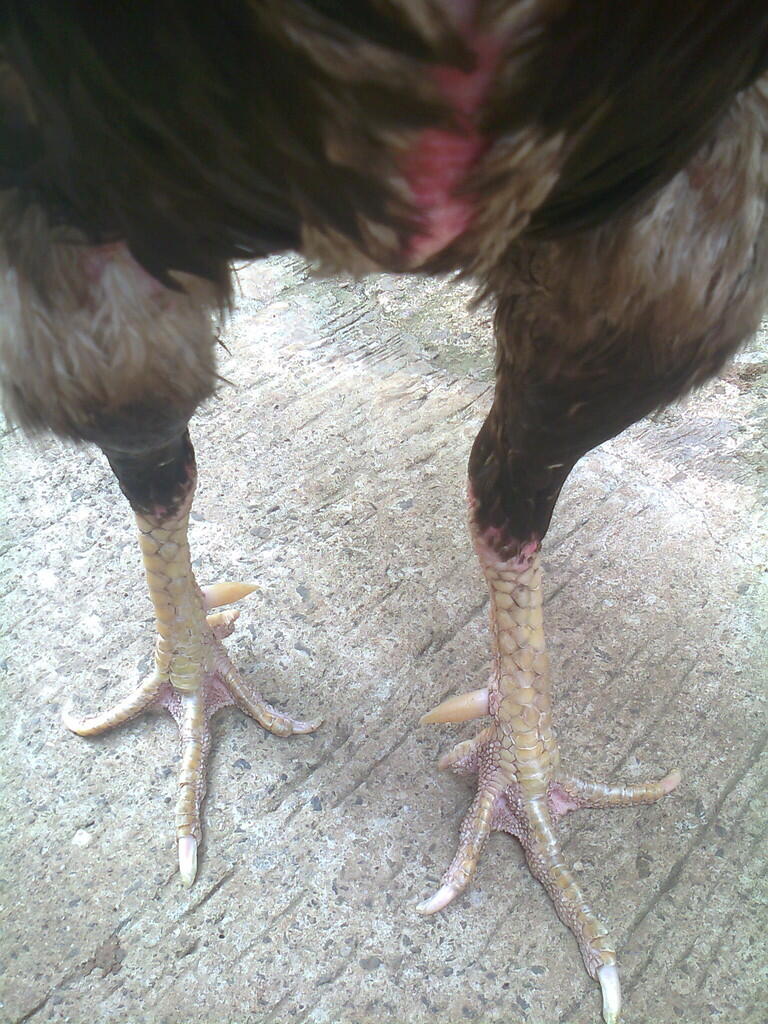 ayam bangkok