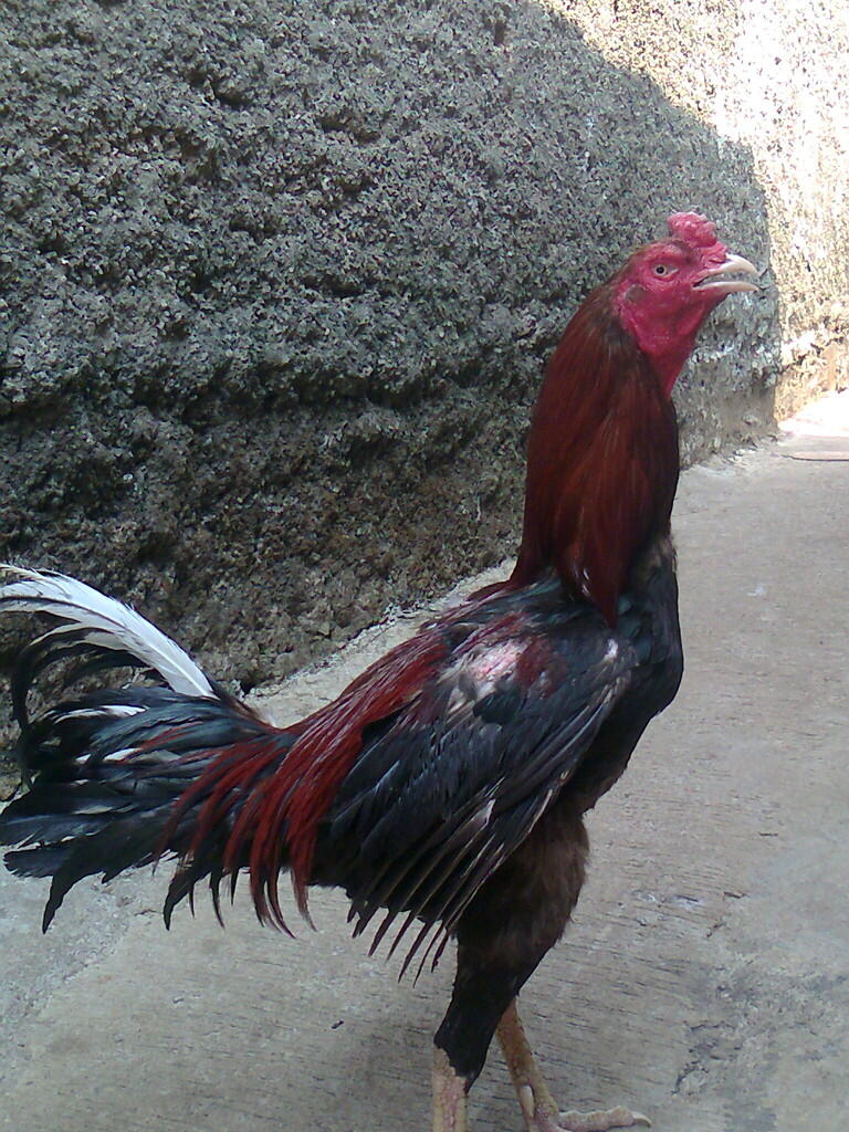 ayam bangkok