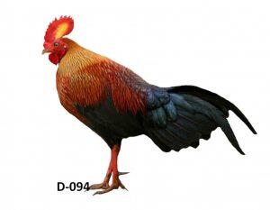 65+ Gambar Ayam Hutan Papua Terbaik 65+ Gambar Ayam Hutan Papua Terbaik