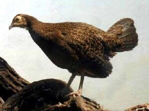 Mari Mengenal Macam Macam Ayam Hutan Nenek Moyang Ayam Kaskus