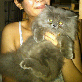 Terjual WTS KUCING  PERSIA  MEDIUM UMUR  3  BLN  BETINA 