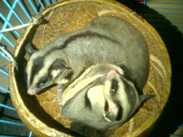 Beli : sugar glider malang