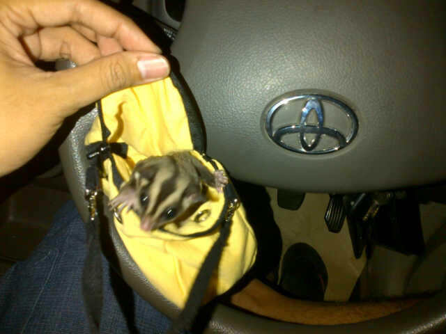 Beli : sugar glider malang