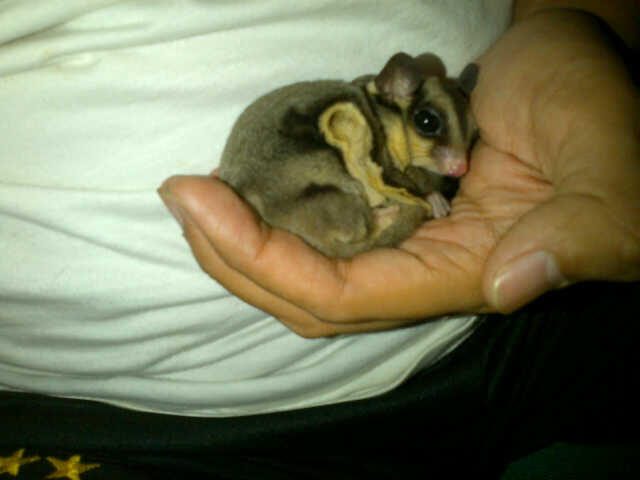 Beli : sugar glider malang