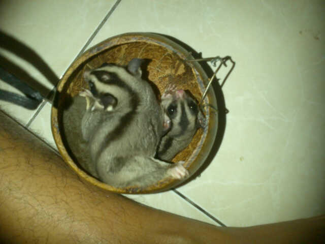 Beli : sugar glider malang