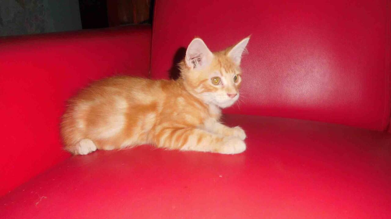 WTS&gt; Kitten Mainecoon Pure ( Male ) Red tabby.