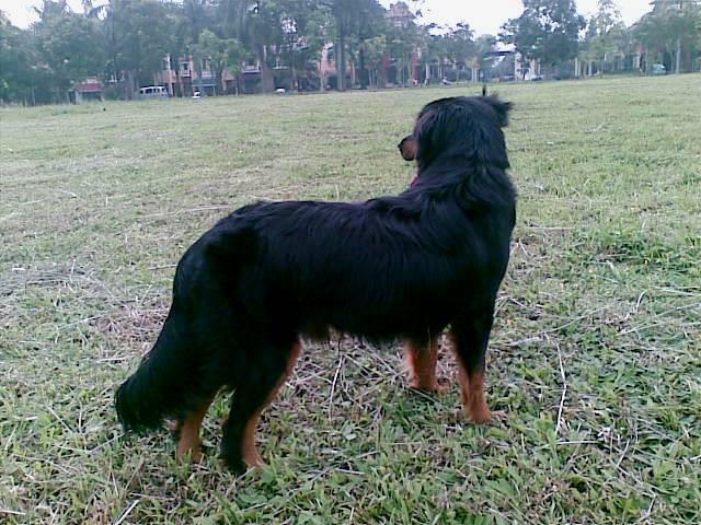 Hibah Anak Anjing Mix Golden Labrador Rotweiller Kaskus