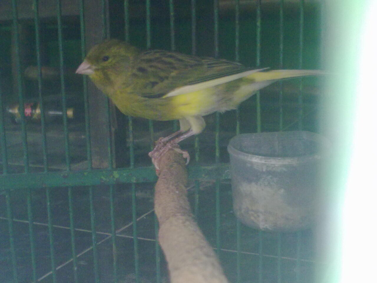 Terjual Dijual Kenari Lb Lovebird Semi Klep Mata Merah Kaskus