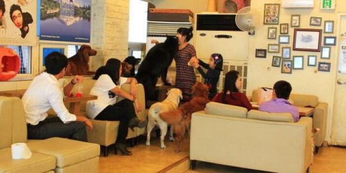 ga cuma cafe org tp jd ada cafe anjing gan !!!!