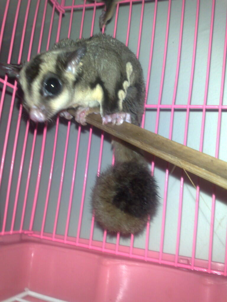 Sugar Glider CB Murah Bekasi