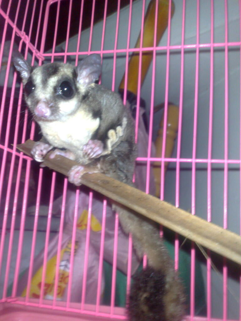 Sugar Glider CB Murah Bekasi