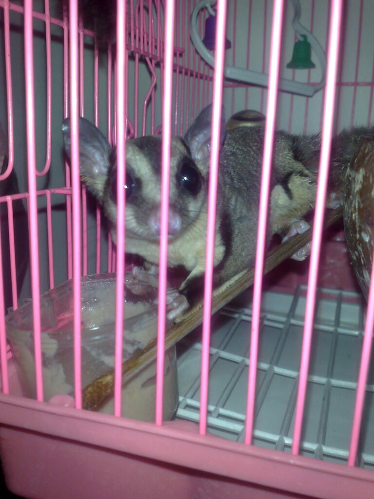 Sugar Glider CB Murah Bekasi